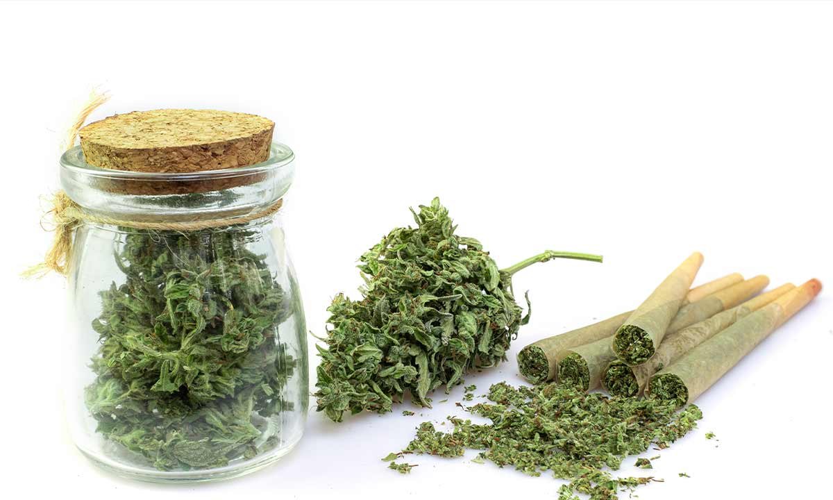 difference-between-bhang-and-ganja