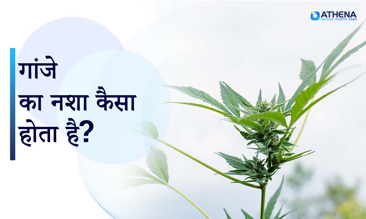 गांजे का नशा कैसा होता है?