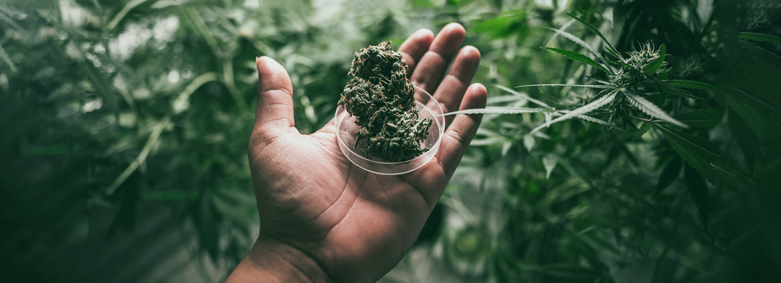cannabis addiction treatment specialist consultation cta